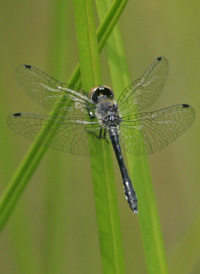 Elfin Skimmer